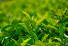 茶葉品牌應利用包裝設計來展示產(chǎn)品品質、地域特色等提升品牌形象和競爭力
